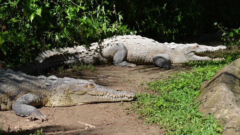 Αυστραλία: Σκάφος με μετανάστες προσάραξε σε περιοχή με κροκόδειλους