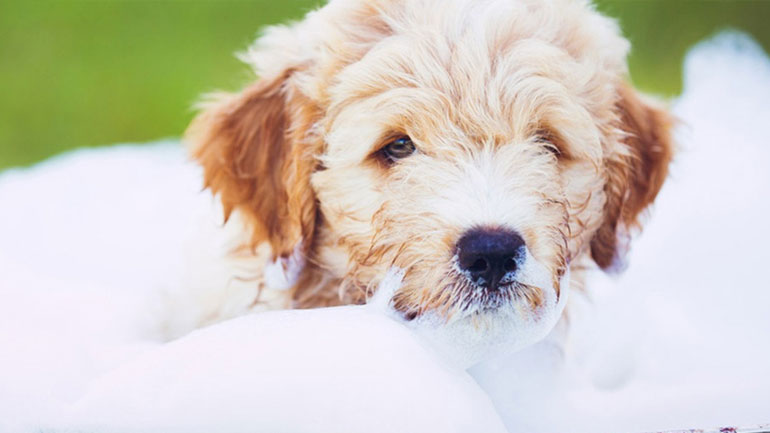 Πώς θα κάνεις το μικρόσωμο σκυλάκι σου να αγαπήσει το μπάνιο