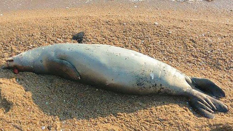 Νεκρή θαλάσσια φώκια ξεβράστηκε στο Σούνιο