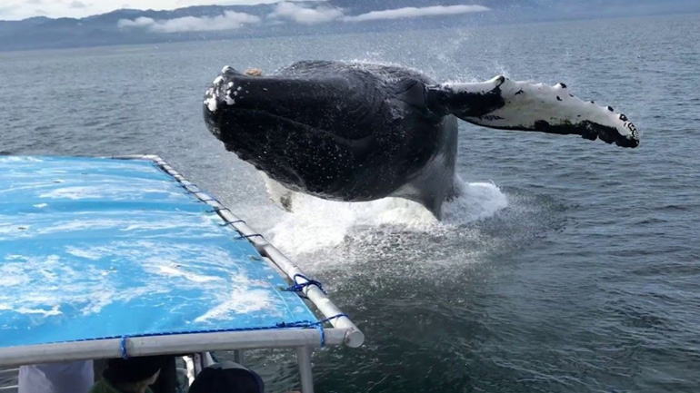 Φάλαινα ρίχνει βουτιά δίπλα σε σκάφος με επιβάτες