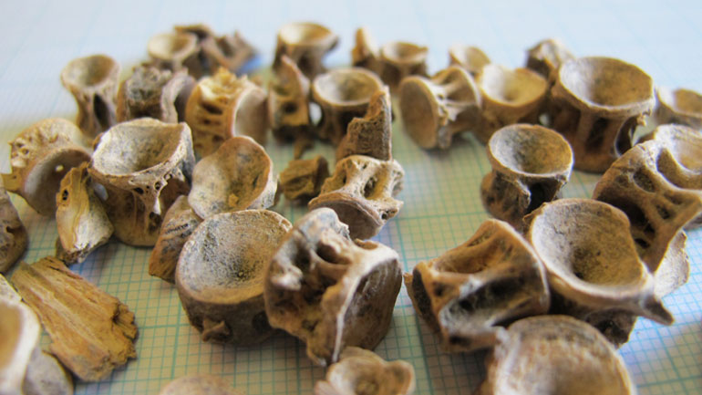 Καλοφαγάδες οι αρχαίοι Έλληνες, με προτίμηση στα μπαρμπούνια και τα χέλια! Καλοφαγάδες οι αρχαίοι Έλληνες, με προτίμηση στα μπαρμπούνια και τα χέλια!