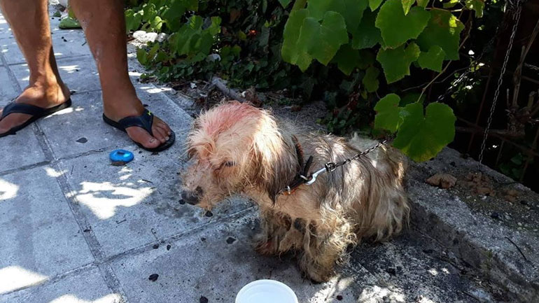 Πρόστιμο 30.000 ευρώ σε 62χρονο που περιέλουσε σκυλάκι με πετρέλαιο