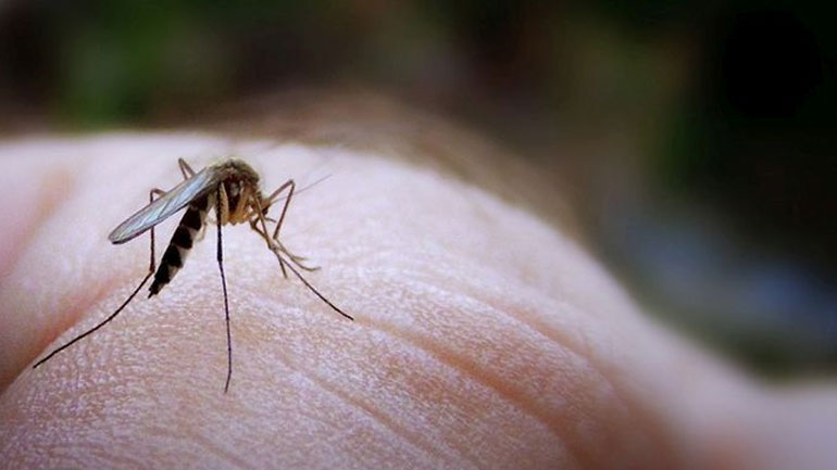 ΚΕΕΛΠΝΟ: 16 νεκροί από τον ιό του Δυτικού Νείλου