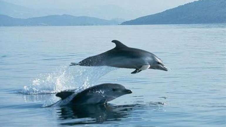 Ταξίδι στη νήσο Ντία του Ηρακλείου παρέα με δελφίνια