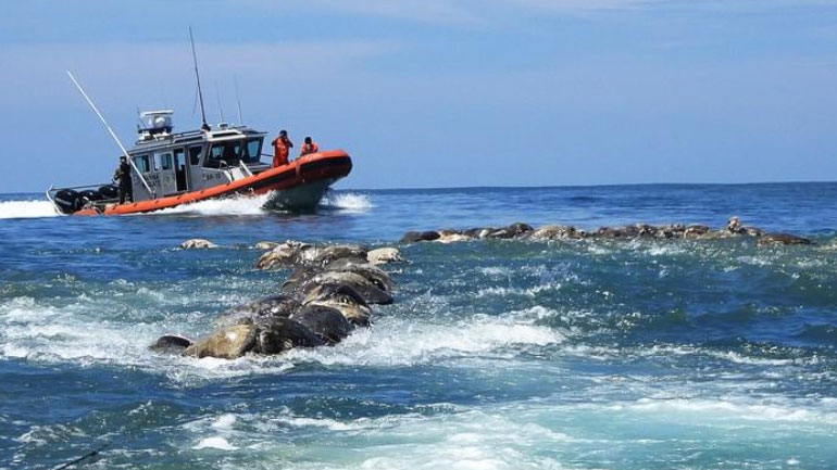 Μεξικό: Περίπου 300 θαλάσσιες χελώνες βρέθηκαν νεκρές στις νότιες ακτές