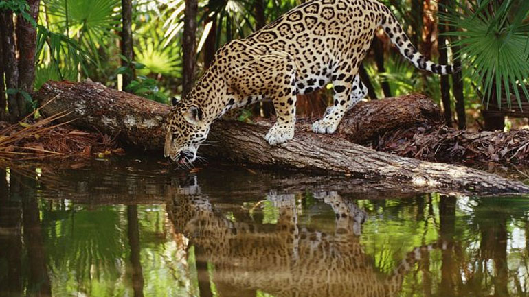 Μια «μεγάλη μεταμόρφωση» απειλεί τα οικοσυστήματα της Γης