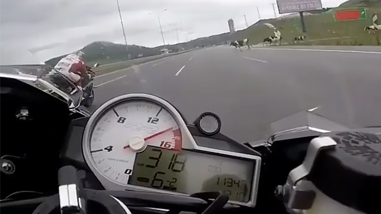 «Συναντώντας» αγελάδες στα 320χλμ/ω