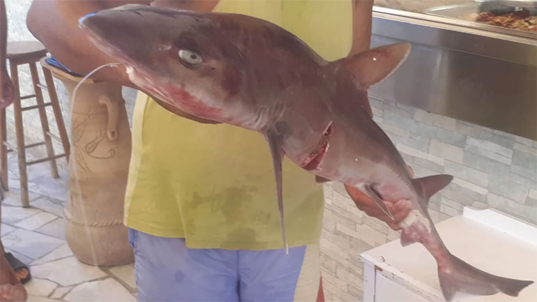 Ψαράς “έπιασε” καρχαρία κοντά στην Γαύδο