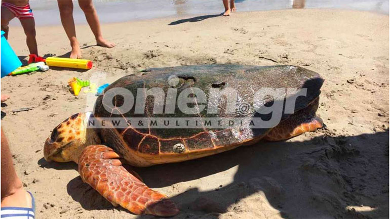 Κρήτη: Νεκρή χελώνα ξεβράστηκε στο Αμμούδι
