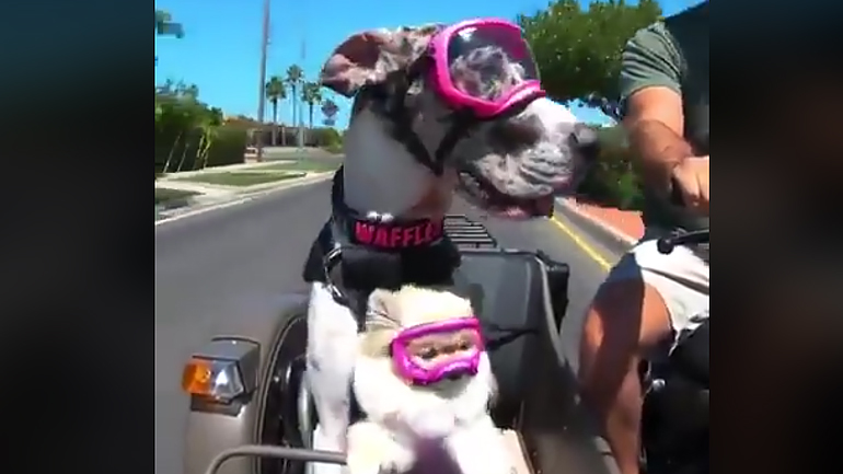 Ζωή σκυλίσια στους 2 τροχούς