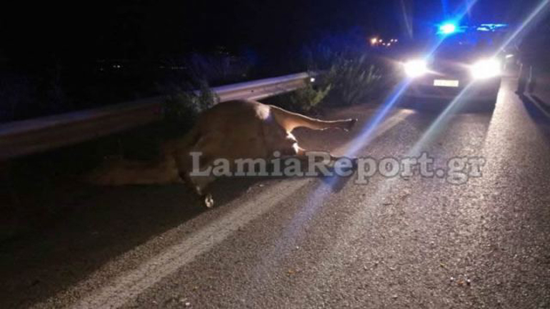 Λαμία: Αυτοκίνητο συγκρούστηκε με αδέσποτη αγελάδα