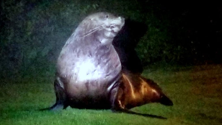 Αλάσκα: Συναγερμός για το θαλάσσιο λιοντάρι που κρύβεται στο δάσος