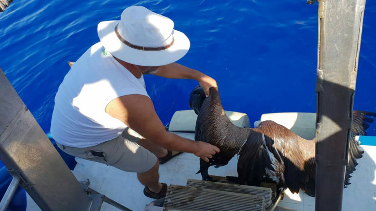 Ρέθυμνο: Ανέσυρε από τη θάλασσα τραυματισμένο γύπα