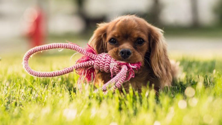 Ποια είναι τα 4 σημαντικά λάθη που κάνουμε ως ιδιοκτήτες σκύλων;