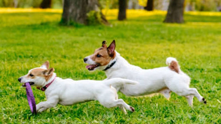 Ποια η σημασία του παιχνιδιού για το κουτάβι μου;