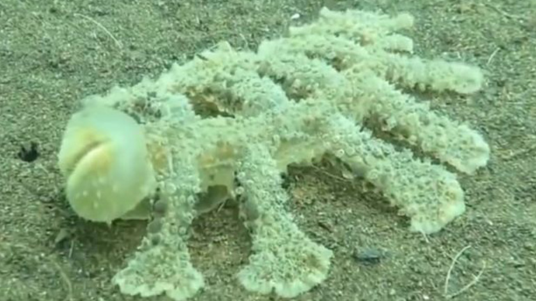Ένα πολύ παράξενο θαλάσσιο ζώο