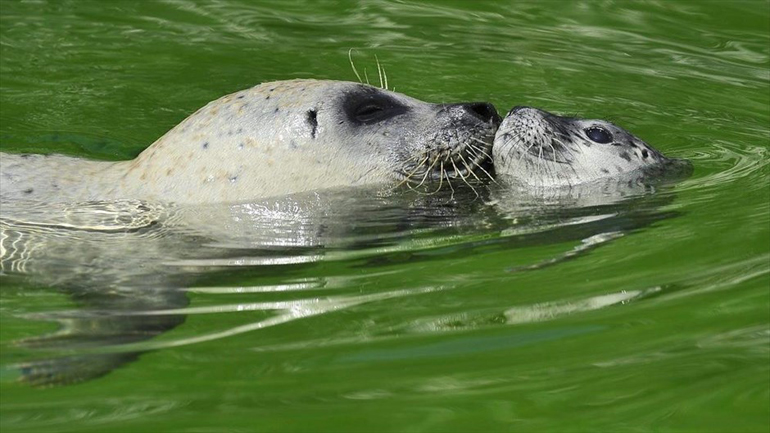 Αυστραλία: Συρρικνώνεται ο πληθυσμός νεογνών φώκιας