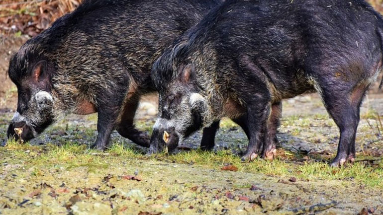 Σε επιφυλακή η Περιφέρεια Κεντρικής Μακεδονίας μετά το κρούσμα αφρικανικής πανώλης των χοίρων