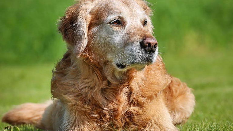 Οι 8 αλλαγές που συμβαίνουν σε έναν ηλικιωμένο σκύλο