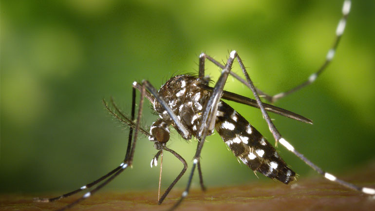 Βραυρώνα: Πρόγραμμα στείρωσης των επικίνδυνων ασιατικών κουνουπιών «τίγρης»