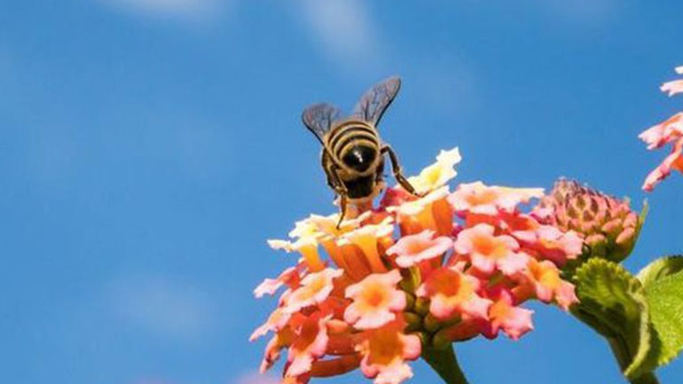 Τσίμπημα από μέλισσα: 4 φυσικοί τρόποι αντιμετώπισής του