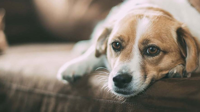 Με ποιον τρόπο ζητούν συγγνώμη τα σκυλάκια μας;