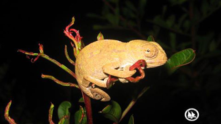 Γνωρίστε τον “ελληνικό” Μεσογειακό Χαμαιλέοντα της Σάμου