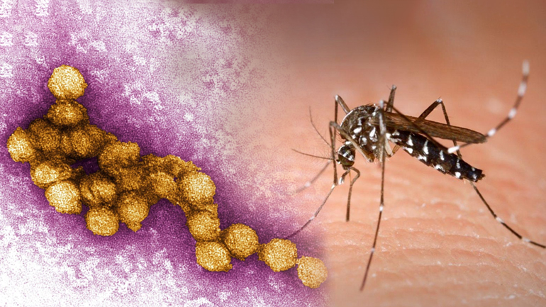 Διπλάσιοι είναι φέτος οι νεκροί από τον ιό του Νείλου