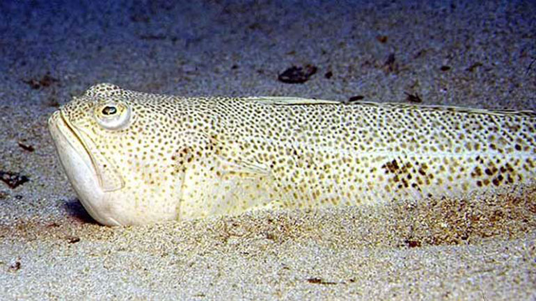 Φθιώτιδα: Στο νοσοκομείο 28χρονη που ψάρεψε Δράκαινα