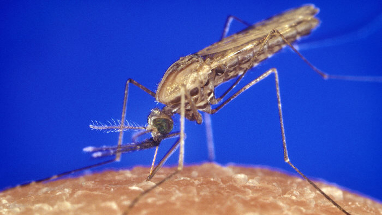 Ινδονησία: Κατάσταση έκτακτης υγειονομικής ανάγκης λόγω ελονοσίας