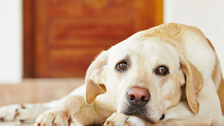 Πέντε πράγματα που δεν πρέπει να κάνετε μπροστά στον σκύλο σας