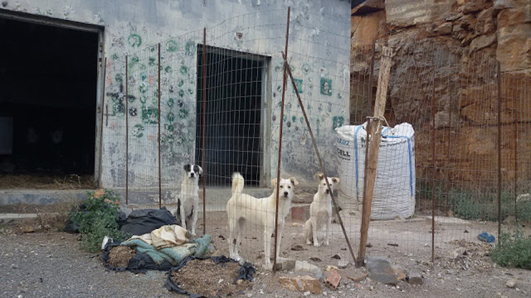 Αυτοσχέδιο Κυνοτροφείο στις Ερυθρές Αττικής