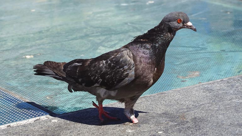 «Τα Πετεινά» του Κώστα Ζαφειρόπουλου – Φωτογραφικά πορτρέτα που καθηλώνουν στην Εθνική Βιβλιοθήκη