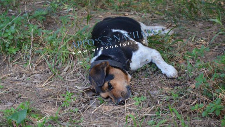 Αργολίδα: Μαζικοί θάνατοι σκυλιών από ασυνείδητο που ρίχνει φόλες