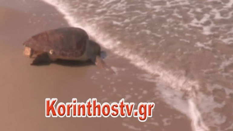 Χελώνα Καρέτα – Καρέτα εντοπίστηκε νεκρή στην παραλία του Άσσου Κορινθίας