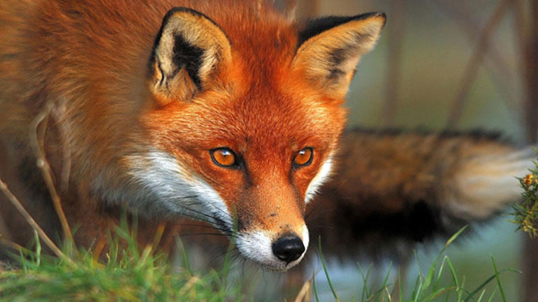 Μακεδονία-Θράκη: Ξεκινούν οι ρίψεις εμβολιακών δολωμάτων για τη λύσσα των κόκκινων αλεπούδων