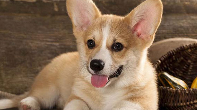 Πώς να αρχίσω την εκπαίδευση στο κουτάβι μου;