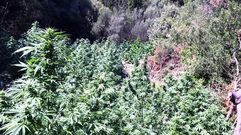 Ρέθυμνο: Σύλληψη για δενδρύλλια κάνναβης, ναρκωτικά και όπλα