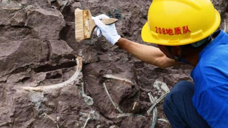 Κίνα: Ευαισθητοποίηση του κοινού για την καταπολέμηση του λαθρεμπορίου πανάρχαιων απολιθωμάτων