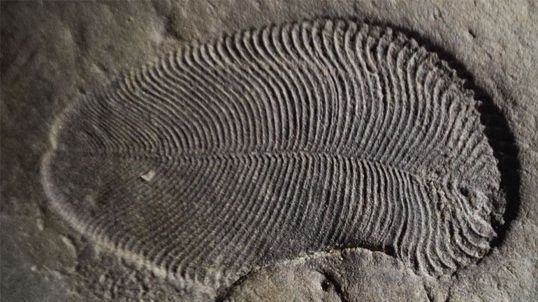 Ανακαλύφθηκαν «ίχνη» από το αρχαιότερο γνωστό ζώο που έζησε πριν από 558 εκατ. χρόνια