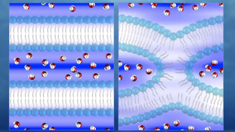 Ανακαλύφθηκαν τα πρώτα ανθρώπινα σκελετικά βλαστικά κύτταρα