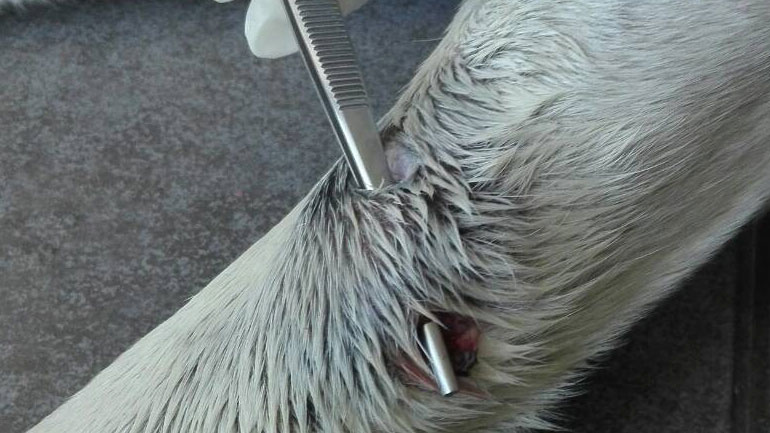 Αστυνομικός της ομάδας ΔΙΑΣ πυροβόλησε σκύλο επειδή του… γάβγισε!