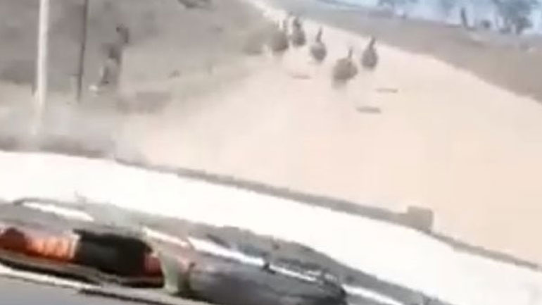 Αυστραλία: Αποτροπιασμός για τον άνδρα που χτύπαγε κοπάδι εμού με το όχημά του