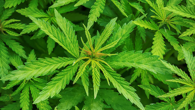 Θεσσαλονίκη: Συνελήφθη 25χρονος γιατί καλλιεργούσε κάνναβη