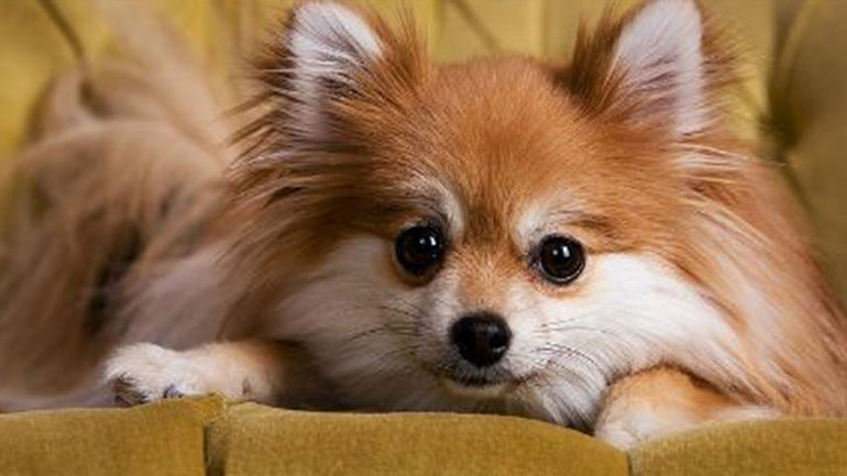 Πώς θα δώσω χάπια στον σκύλο μου;