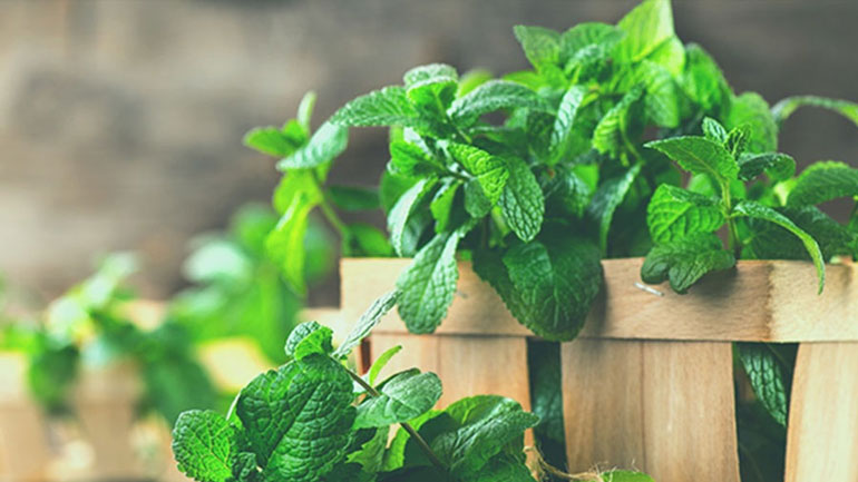 Βότανα και μυρωδικά που θα σας βοηθήσουν να χάσετε βάρος!