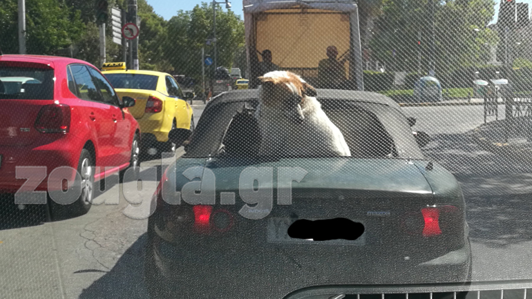 Οδηγός… για κλάματα. Δείτε πού έβαλε το σκύλο του!