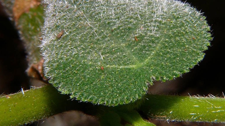 Aυτό είναι το πιο επικίνδυνο φυτό του κόσμου