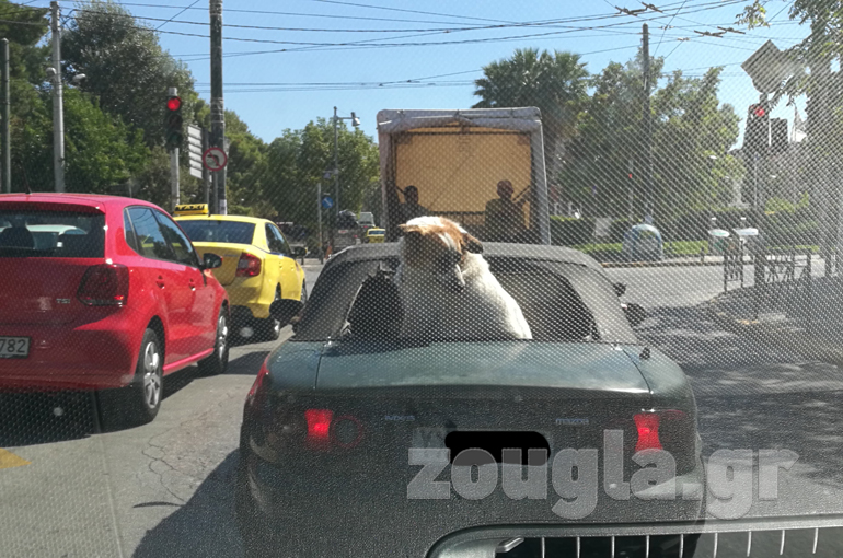 Τι του φταίει άραγε το σκυλάκι;