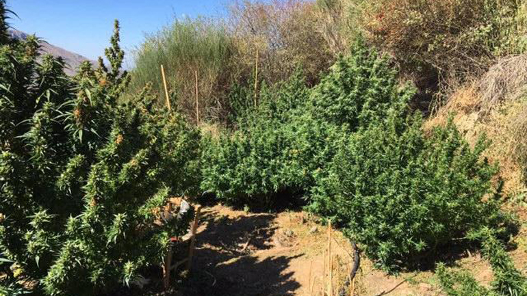 Καλαμάτα: Εντοπίστηκε φυτεία κάνναβης